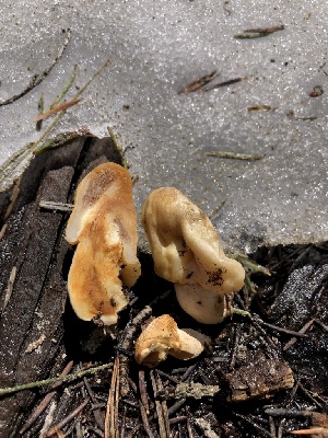  ( - HAY-F-006104)  @11 [ ] by-nc (2023) Dean Lyons Fungal Diversity Survey