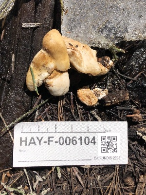  ( - HAY-F-006104)  @11 [ ] by-nc (2023) Dean Lyons Fungal Diversity Survey