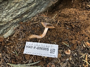  ( - HAY-F-006085)  @11 [ ] by-nc (2023) Dean Lyons Fungal Diversity Survey