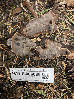 ( - HAY-F-006086)  @11 [ ] by-nc (2023) Dean Lyons Fungal Diversity Survey