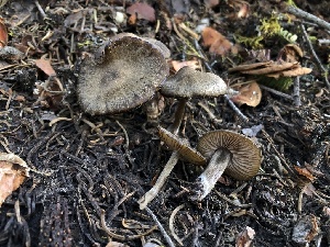  ( - HAY-F-006161)  @11 [ ] by-nc (2023) Dean Lyons Fungal Diversity Survey
