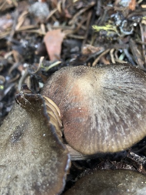  ( - HAY-F-006161)  @11 [ ] by-nc (2023) Dean Lyons Fungal Diversity Survey