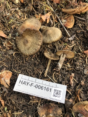  ( - HAY-F-006161)  @11 [ ] by-nc (2023) Dean Lyons Fungal Diversity Survey