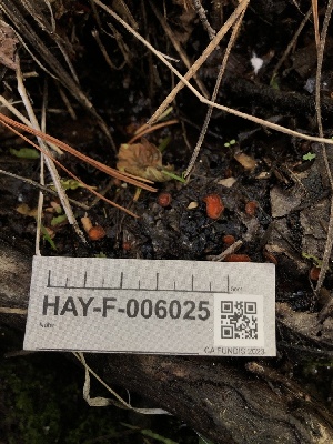  ( - HAY-F-006025)  @11 [ ] by-nc (2023) Dean Lyons Fungal Diversity Survey