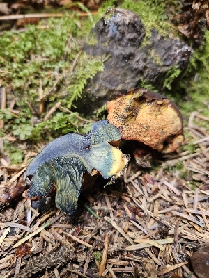  ( - HAY-F-003179)  @11 [ ] by (2023) Mandy Hackney Fungal Diversity Survey