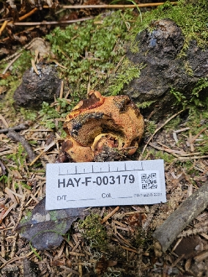  ( - HAY-F-003179)  @11 [ ] by (2023) Mandy Hackney Fungal Diversity Survey