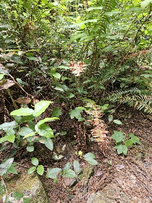  ( - HAY-F-003179)  @11 [ ] by (2023) Mandy Hackney Fungal Diversity Survey