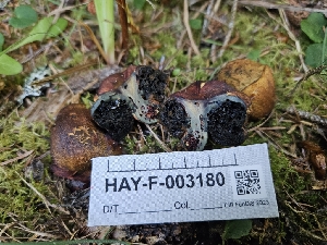  (Gastroboletus - HAY-F-003180)  @11 [ ] by (2023) Mandy Hackney Fungal Diversity Survey