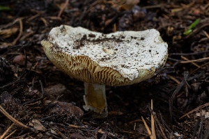  ( - HAY-F-006126)  @11 [ ] by-nc (2023) Dean Lyons Fungal Diversity Survey