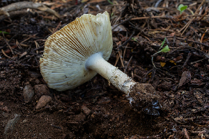  ( - HAY-F-006126)  @11 [ ] by-nc (2023) Dean Lyons Fungal Diversity Survey