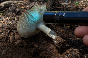  ( - HAY-F-006126)  @11 [ ] by-nc (2023) Dean Lyons Fungal Diversity Survey