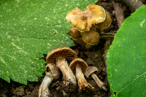  ( - HAY-F-006079)  @11 [ ] by-nc (2023) Dean Lyons Fungal Diversity Survey