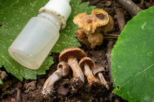  ( - HAY-F-006079)  @11 [ ] by-nc (2023) Dean Lyons Fungal Diversity Survey
