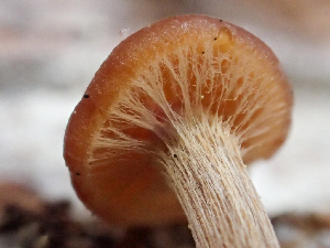  ( - HAY-F-006081)  @11 [ ] by-nc (2023) Dean Lyons Fungal Diversity Survey