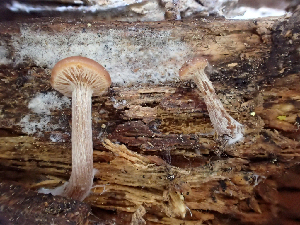  (Kuehneromyces obscurus - HAY-F-006081)  @11 [ ] by-nc (2023) Dean Lyons Fungal Diversity Survey