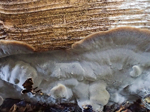  (Veluticeps - HAY-F-006086)  @11 [ ] by-nc (2023) Dean Lyons Fungal Diversity Survey