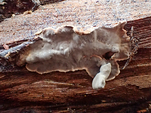  ( - HAY-F-006086)  @11 [ ] by-nc (2023) Dean Lyons Fungal Diversity Survey