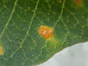  ( - HAY-F-006110)  @11 [ ] by-nc (2023) Dean Lyons Fungal Diversity Survey