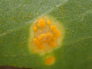  ( - HAY-F-006090)  @11 [ ] by-nc (2023) Dean Lyons Fungal Diversity Survey