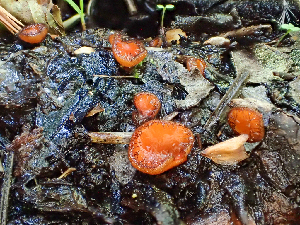  ( - HAY-F-006025)  @11 [ ] by-nc (2023) Dean Lyons Fungal Diversity Survey