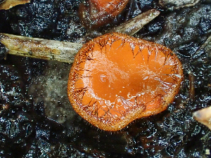 ( - HAY-F-006025)  @11 [ ] by-nc (2023) Dean Lyons Fungal Diversity Survey