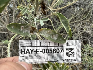  ( - HAY-F-005607)  @11 [ ] c (2023) Rudy Diaz Fungal Diversity Survey