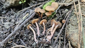  ( - HAY-F-002264)  @11 [ ] by-nc (2023) Thea Chesney Fungal Diversity Survey