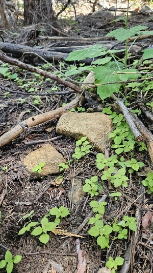  ( - HAY-F-002264)  @11 [ ] by-nc (2023) Thea Chesney Fungal Diversity Survey