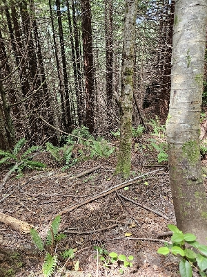  ( - HAY-F-003199)  @11 [ ] by (2023) Mandy Hackney Fungal Diversity Survey