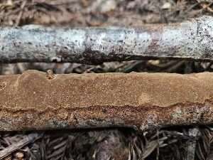  ( - HAY-F-003199)  @11 [ ] by (2023) Mandy Hackney Fungal Diversity Survey