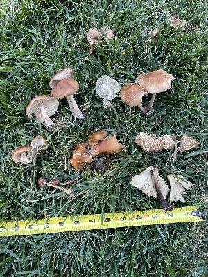  ( - HAY-F-004339)  @11 [ ] by-nc (2023) Jaren Hockert Fungal Diversity Survey