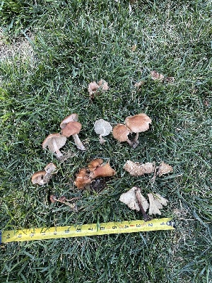  ( - HAY-F-004339)  @11 [ ] by-nc (2023) Jaren Hockert Fungal Diversity Survey