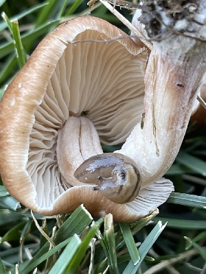  ( - HAY-F-004339)  @11 [ ] by-nc (2023) Jaren Hockert Fungal Diversity Survey