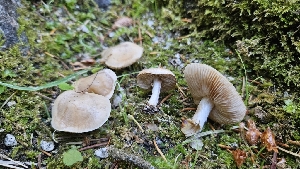  ( - HAY-F-002225)  @11 [ ] by-nc (2023) Thea Chesney Fungal Diversity Survey