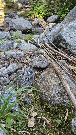  ( - HAY-F-002225)  @11 [ ] by-nc (2023) Thea Chesney Fungal Diversity Survey