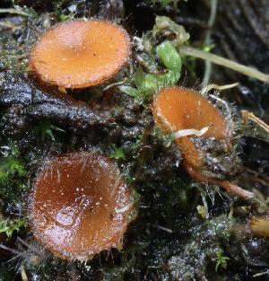  ( - HAY-F-004675)  @11 [ ] by-nc (2023) Taye Bright Fungal Diversity Survey