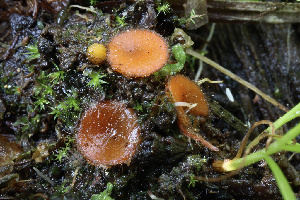 ( - HAY-F-004675)  @11 [ ] by-nc (2023) Taye Bright Fungal Diversity Survey
