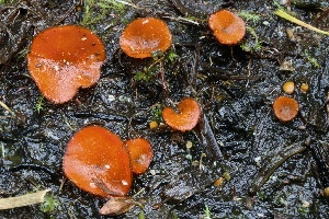  ( - HAY-F-004675)  @11 [ ] by-nc (2023) Taye Bright Fungal Diversity Survey