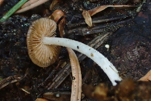  ( - HAY-F-006393)  @11 [ ] by-nc (2023) Damon Tighe Fungal Diversity Survey