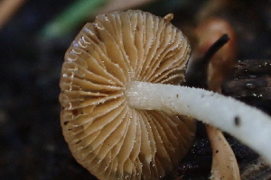  ( - HAY-F-006393)  @11 [ ] by-nc (2023) Damon Tighe Fungal Diversity Survey