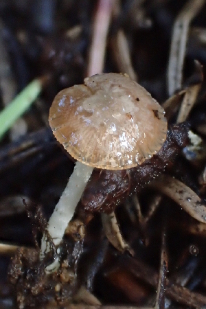  ( - HAY-F-006393)  @11 [ ] by-nc (2023) Damon Tighe Fungal Diversity Survey