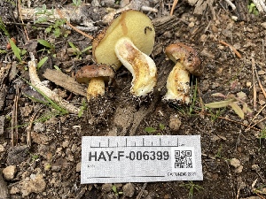  ( - HAY-F-006399)  @11 [ ] by-nc (2023) Damon Tighe Fungal Diversity Survey