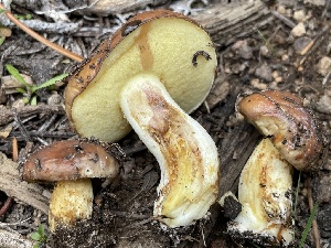  ( - HAY-F-006399)  @11 [ ] by-nc (2023) Damon Tighe Fungal Diversity Survey