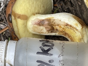  ( - HAY-F-006399)  @11 [ ] by-nc (2023) Damon Tighe Fungal Diversity Survey