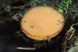  (Scutellinia sp. CA05 - HAY-F-006395)  @11 [ ] by-nc (2023) Damon Tighe Fungal Diversity Survey