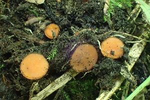  ( - HAY-F-006395)  @11 [ ] by-nc (2023) Damon Tighe Fungal Diversity Survey
