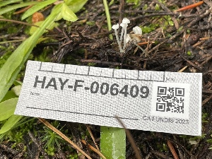  ( - HAY-F-006409)  @11 [ ] by-nc (2023) Damon Tighe Fungal Diversity Survey