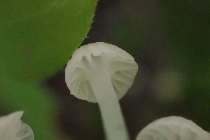  ( - HAY-F-006409)  @11 [ ] by-nc (2023) Damon Tighe Fungal Diversity Survey