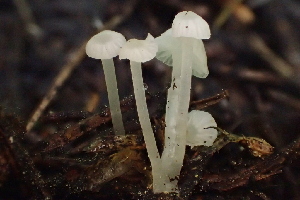  ( - HAY-F-006409)  @11 [ ] by-nc (2023) Damon Tighe Fungal Diversity Survey