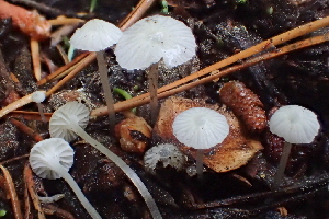  ( - HAY-F-006418)  @11 [ ] by-nc (2023) Damon Tighe Fungal Diversity Survey